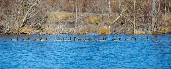 Kanada Gęsi Branta Canadensis Pływające Pod Rząd Nad Jeziorem Wisconsin — Zdjęcie stockowe