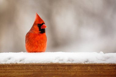 Male Northern Cardinal (cardinalis cardinalis) perched on a snow covered deck rail in Wisconsin, horizontal