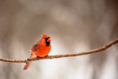 Erkek Kuzey Kardinali (Cardinalis Cardinalis) Wisconsin 'de yatay bir dala tünemiştir.