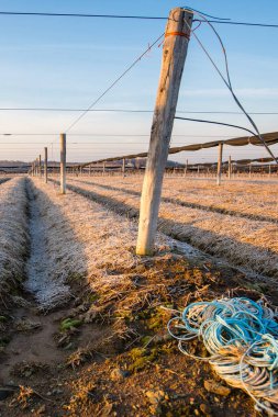 Mart ayında Wisconsin şehir merkezindeki büyük ginseng tarlası, dikey
