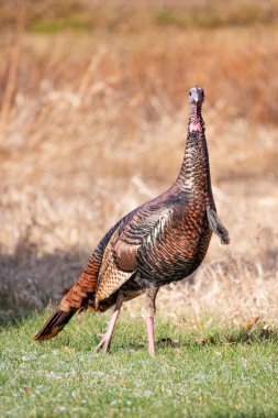 Sonbaharda Wisconsin 'de bir erkek yabani hindi (Meleagris dörtnala), dikey