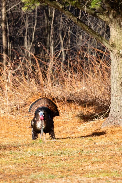 Wisconsin Wild turkey (meleagris gallopavo) in the courtship ritual in March, horizontal