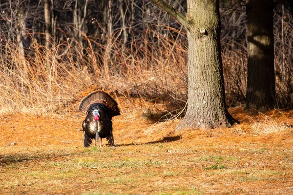 Wisconsin Wild Turkey Meleagris Gallopavo Courtship Ritual March Horizontal — Stock Photo, Image