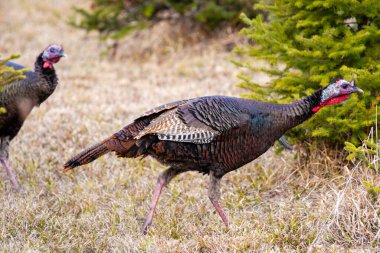 Wild Wisconsin eastern turkeys (meleagris gallopavo) in spring by pine trees, horizontal