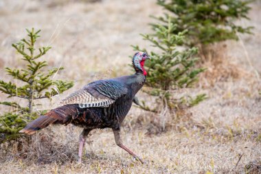 Wild Wisconsin eastern turkey (meleagris gallopavo) young male in spring, horizontal