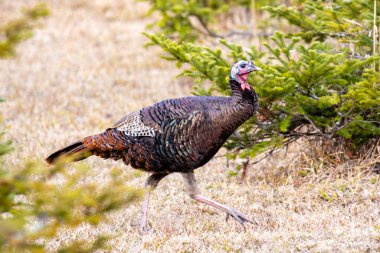 Wild Wisconsin eastern turkey (meleagris gallopavo) young male strutting fast in spring, horizontal