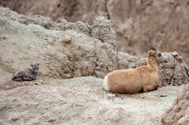 Güney Dakota Badlands Ulusal Parkı 'nda dişi Bighorn Koyun (Ovis canadensis), yatay
