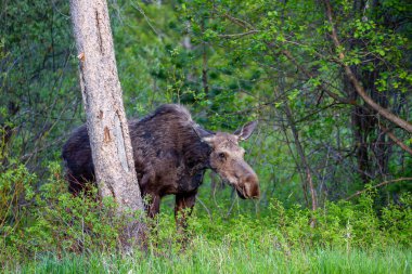 Dişi geyik (Alces alces) Jackson Hole Wyoming 'de Mayıs ayı sonunda, yatay olarak yemek yiyor