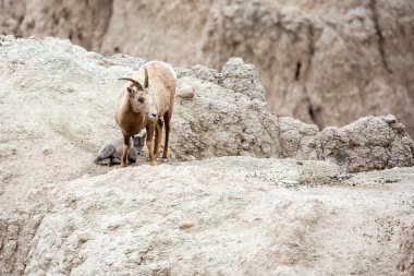 Güney Dakota Badlands Ulusal Parkı 'nda dişi Bighorn Koyun (Ovis canadensis), yatay