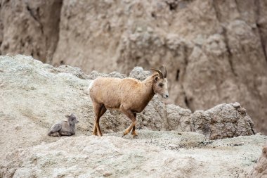 Güney Dakota Badlands Ulusal Parkı 'nda dişi Bighorn Koyun (Ovis canadensis), yatay