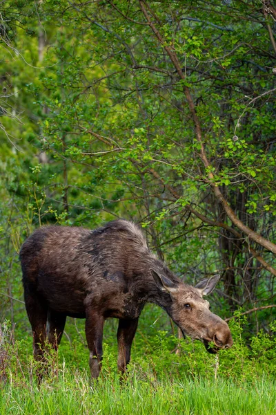 Alces Alces Comiendo Jackson Hole Wyoming Finales Mayo Vertical —  Fotos de Stock