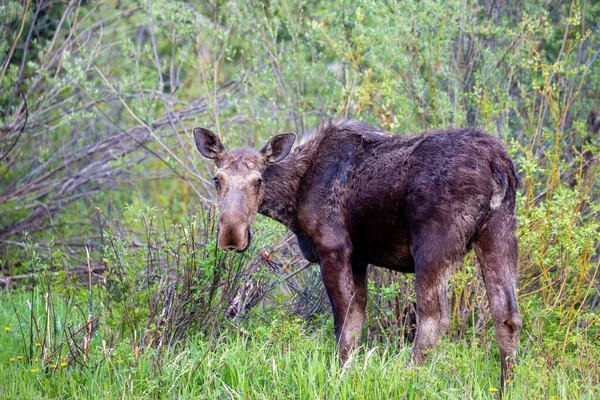 Female Moose Alces Alces Eating Jackson Hole Wyoming Late May — Stock Photo, Image