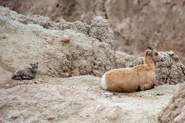 Ovejas Corderos Ovis Canadensis Parque Nacional Badlands Dakota Del Sur — Foto de Stock