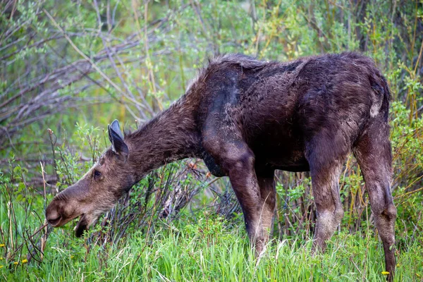 Alces Alces Comiendo Jackson Hole Wyoming Finales Mayo Horizontal —  Fotos de Stock