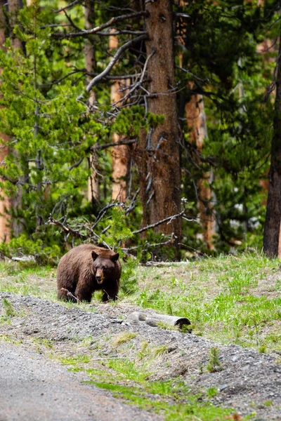 Большая Самка Черного Медведя Фазы Корицы Ursus Americanus Ищет Пищу — стоковое фото