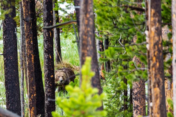 Медведь Гризли Ursus Arctos Ест Траву Йеллоустонском Национальном Парке Мае — стоковое фото
