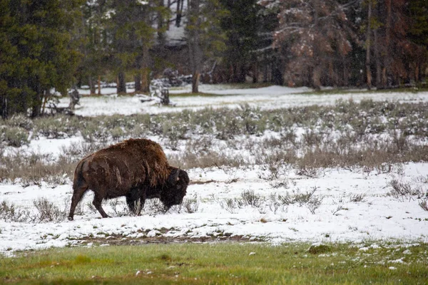 Bison Bison Bison Eating Grass Yellowstone National Park May Horizontal — Stock Photo, Image