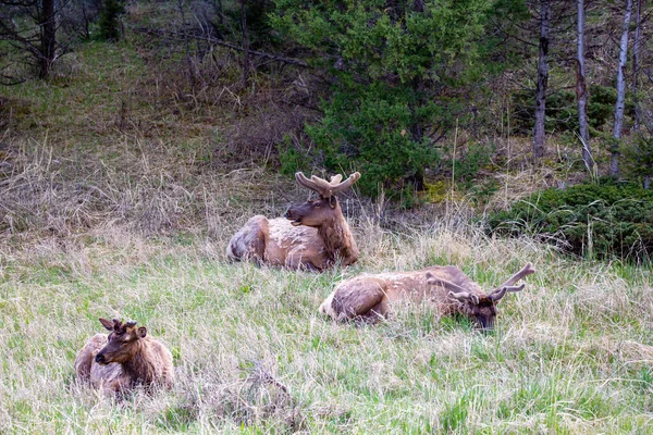 Male Elk Bedded Yellowstone National Park Wyoming Springtime Horizontal — Stock Photo, Image