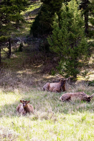 Wapiti Mâle Couché Dans Parc National Yellowstone Wyoming Printemps Vertical — Photo