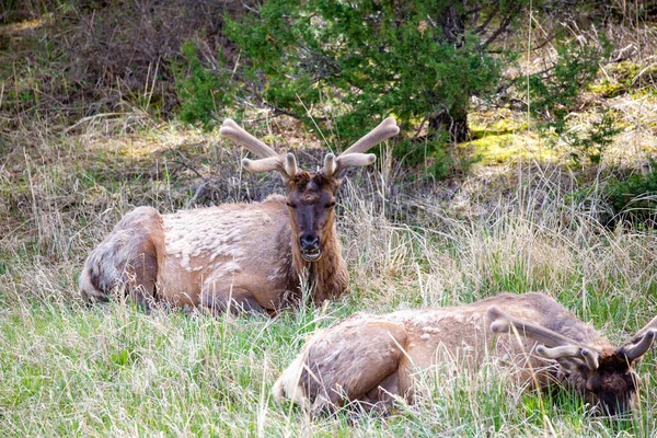 Mężczyzna Łoś Leży Parku Narodowym Yellowstone Wyoming Wiosną Poziomo — Zdjęcie stockowe