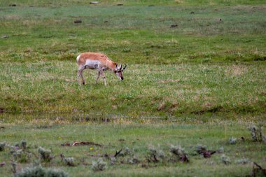 Pronghorn (Antilocapra americana), Mayıs ayında Yellowstone Ulusal Parkı 'ndaki Lamar Vadisi' nde yatay