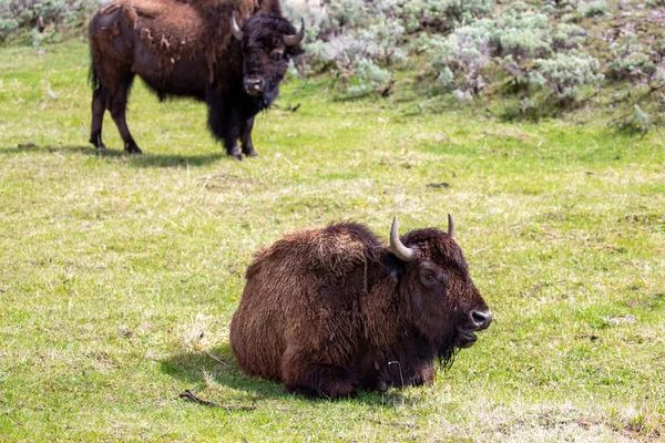 Bison Bison Bison Lamar Valley Yellowstone National Park May Horizontal — Stock Photo, Image