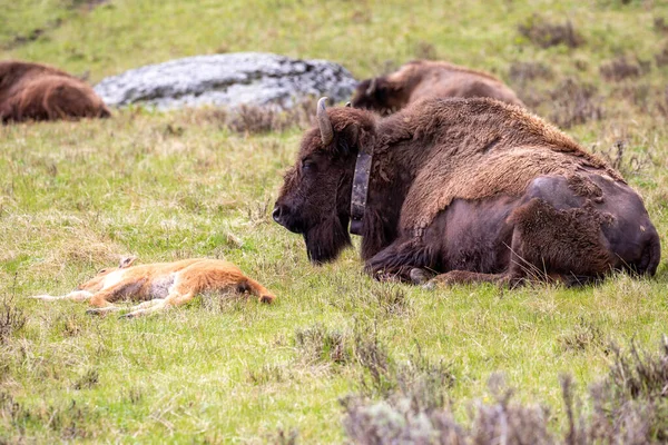 Bison Bison Bison Calf Its Mom Radio Collar Resting Yellowstone — Stock Photo, Image