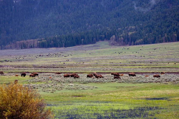 Bisons Bisons Lamar Valley Yellowstone National Park Mai Horizontal — Stockfoto