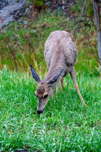 Θηλυκό Ελάφι Odocoileus Hemionus Τρώει Χόρτο Μάιο Κάθετη — Φωτογραφία Αρχείου