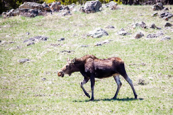 Young Female Moose Alces Alces Walking Big Horn Mountains Wyoming — Stock Photo, Image