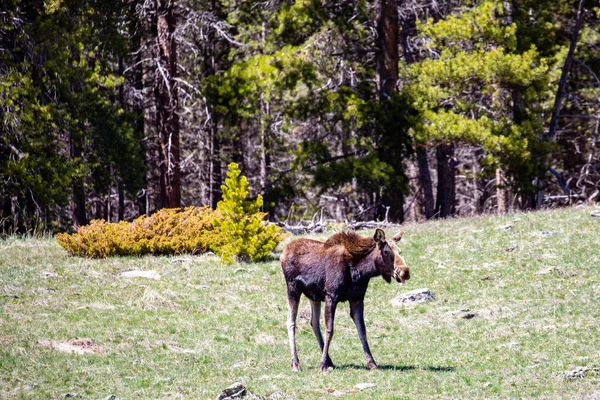 Young Female Moose Alces Alces Eating Big Horn Mountains Wyoming — Stock Photo, Image