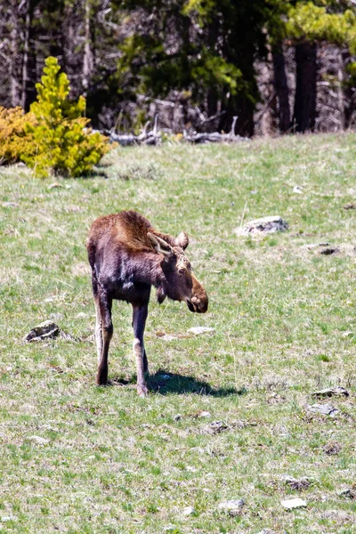 Young Female Moose Alces Alces Big Horn Mountains Wyoming Late — Stock Photo, Image
