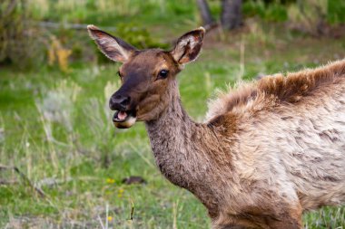 Yellowstone Ulusal Parkı, Wyoming 'de ilkbaharda, yatay olarak yiyen dişi geyik.