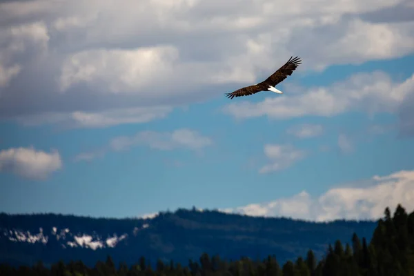 Águia Careca Haliaeetus Leucocephalus Voando Wyoming Com Espaço Cópia Horizontal — Fotografia de Stock