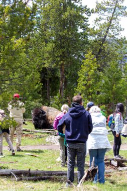Bizon (Bizon bizonu) Yellowstone Ulusal Parkı 'nda dinleniyor ve turistler dikey olarak yaklaşıyor.