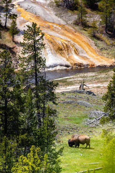 Bison Bison Bison Äter Bredvid Firehole River Övre Geyser Basin — Stockfoto