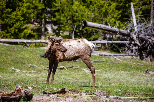 Young Male Elk Cervus Elaphus Yellowstone National Park Wyoming Springtime — Stock Photo, Image