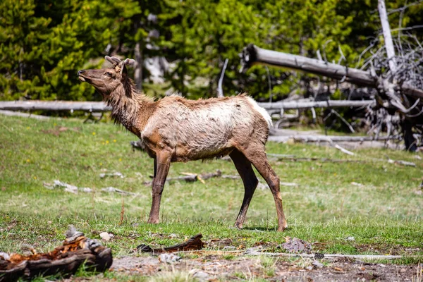 Young Male Elk Cervus Elaphus Yellowstone National Park Wyoming Springtime — Stock Photo, Image