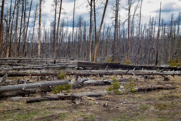 Dead trees standing in Yellowstone National Park, Wyoming with new young trees starting out, horizontal