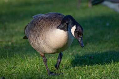 Baharda, Wisconsin, Wausau 'da bulunan Yetişkin Kanada kazı (Branta canadensis) yatay olarak