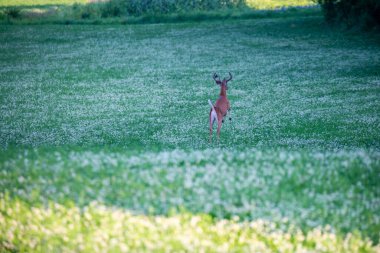 Wisconsin beyaz kuyruklu geyiği (odocoileus virginianus) kadife gibi kadife renginde, yatay olarak çalışır.