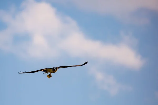 Pandion Haliaetus 与鱼一起飞行 有复制空间 水平的 — 图库照片