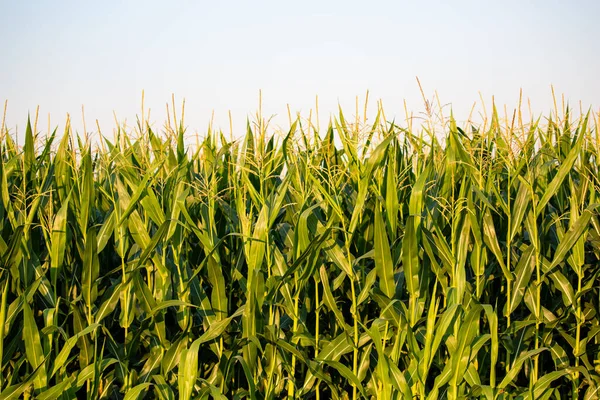 Wisconsin Terras Agrícolas Milho Julho Horizontal — Fotografia de Stock