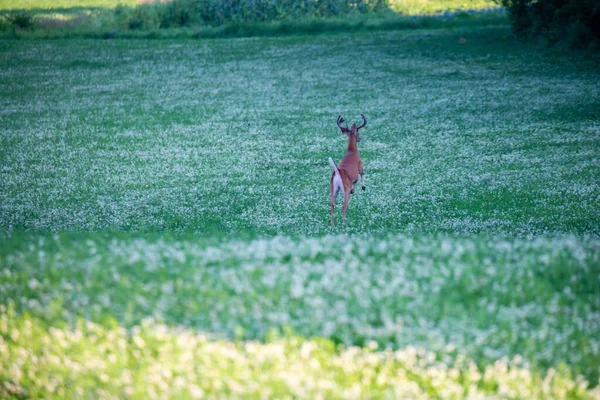 Wisconsin Whitetail Buck Odocoileus Virginianus Βελούδινο Τρέξιμο Οριζόντια — Φωτογραφία Αρχείου