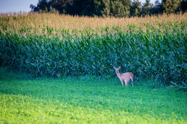 Wisconsin beyaz kuyruklu geyiği (odocoileus virginianus) Temmuz ayında bir mısır tarlasının yanında yatay olarak durur.