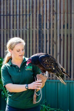 Antigo, Wisconsin, ABD, 14 Ağustos 2021: Raptor Education Group Inc. (REGI) bir turne sırasında bir hindi akbabası (Cathartes aura) gösteren eğitimci