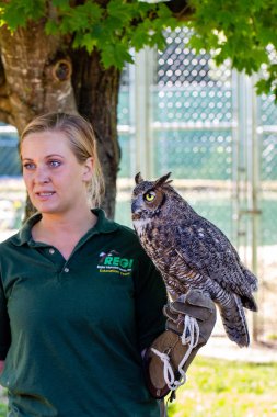 Antigo, Wisconsin, ABD, 14 Ağustos 2021: Raptor Education Group Inc. (REGI) bir turne sırasında büyük boynuzlu baykuşu (Tyto alba) gösteren eğitimci