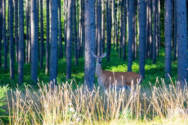 Wisconsin, ağustosta bir çam ormanında (Odocoileus virginianus) beyaz-uzun boylu geyik.