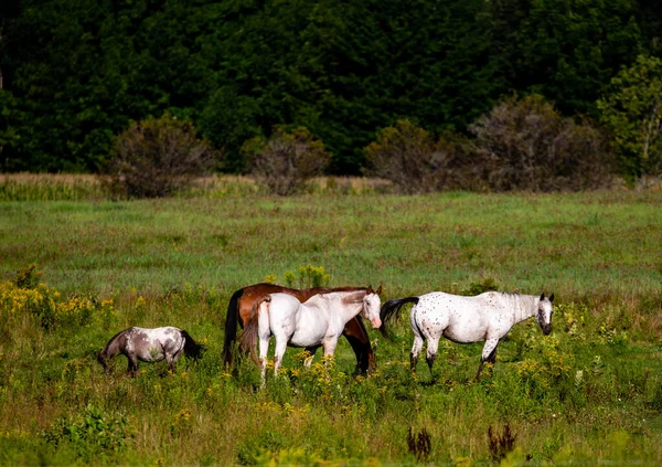 Chevaux Wisconsin Nourrissant Dans Pâturage Août Horizontal — Photo