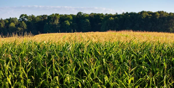 Campo Milho Wisconsin Lado Uma Floresta Agosto Panorâmico — Fotografia de Stock